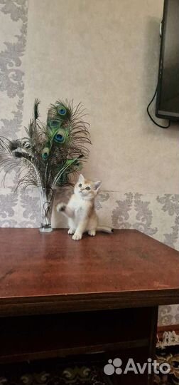 Золотая шиншилла