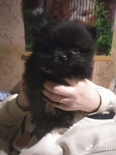 Померанский шпиц