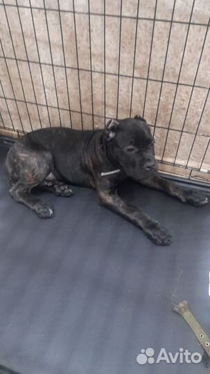 Щенки кане Корсо