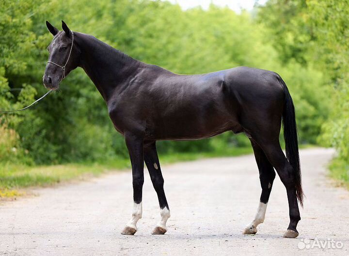 Ахалтекинский жеребец