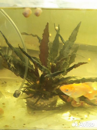 Анцитрусы данио золотые вуалевые кометы и растения