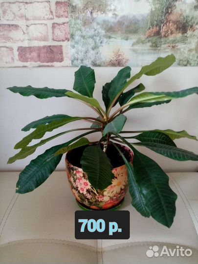 Цветы, молочай финиковая пальма аспарагус