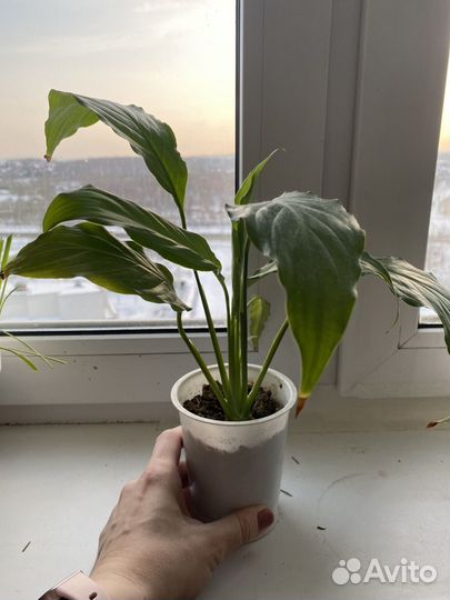 Спатифиллум (женское счастье)