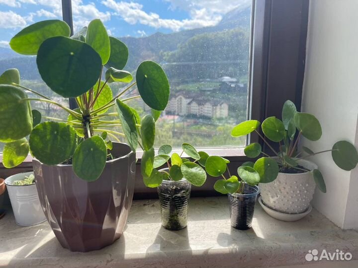 Пилея пеперомиевидная