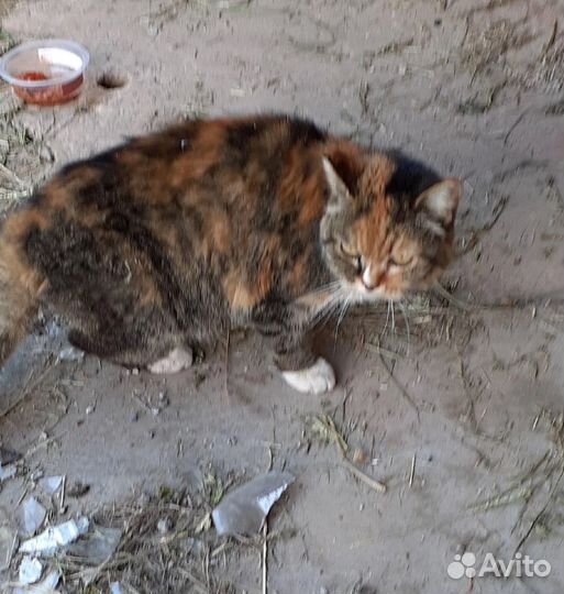 Кошка в добрые руки