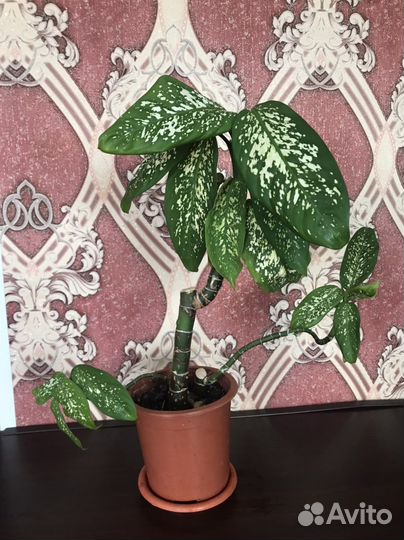 Диффенбахия