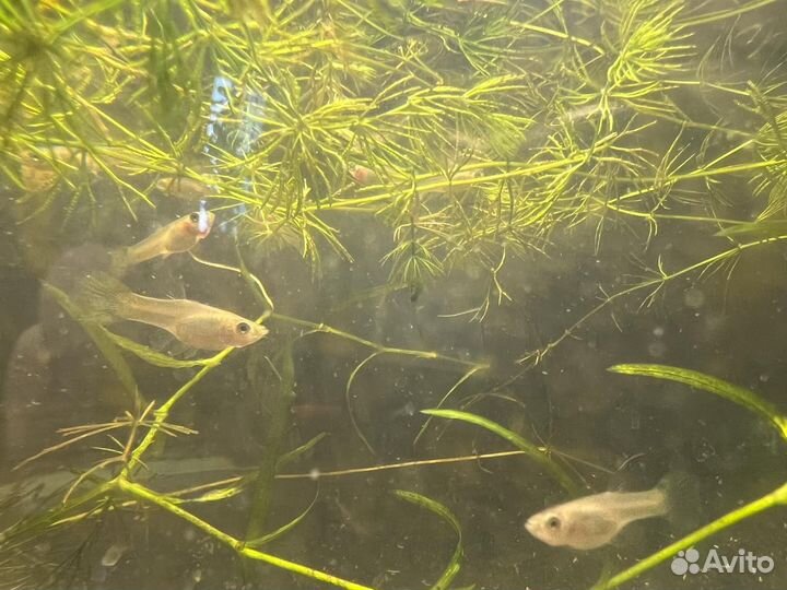 Аквариумные рыбки гуппи