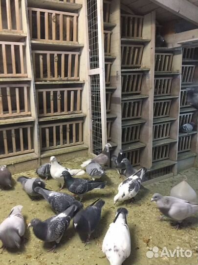 Продам голубей