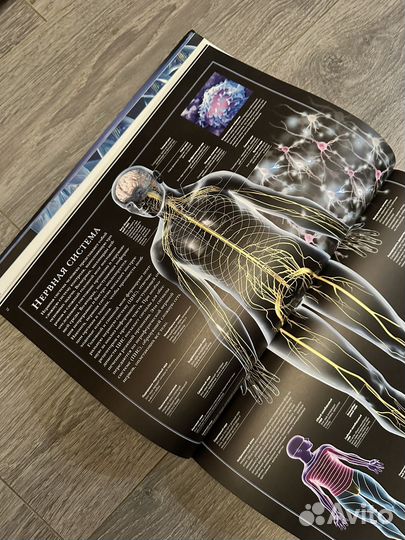 Атлас анатомии человека