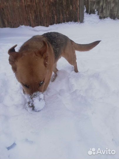 Умняшка Леди Фьорд