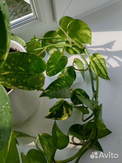 Сциндапсус эпипремнум