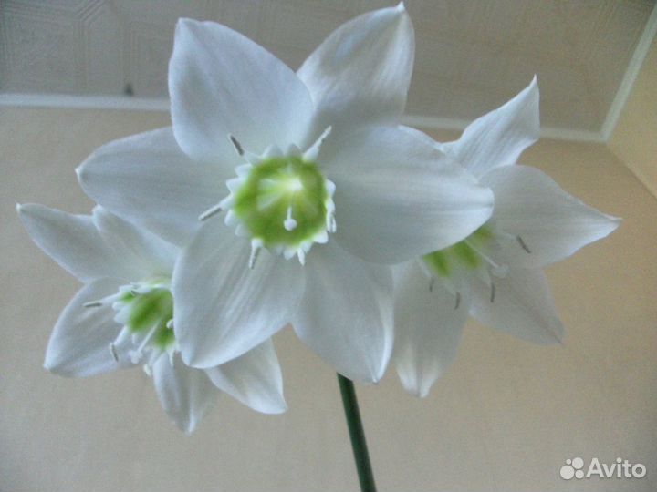 Взрослые цветы в больших горшках