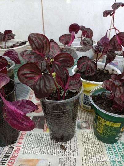 Комнатные цветы