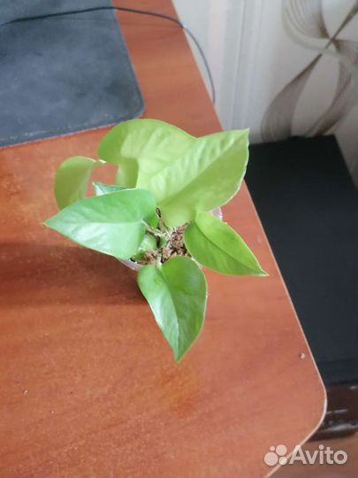 Сингониум Конфетти