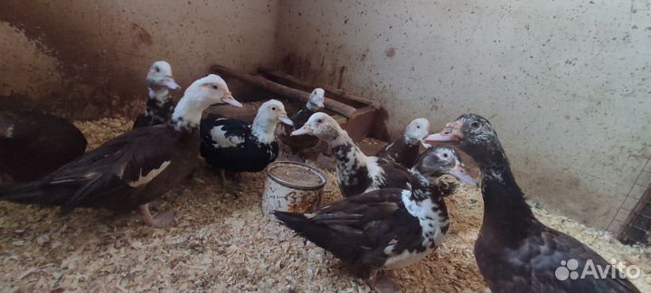 Индоуточки