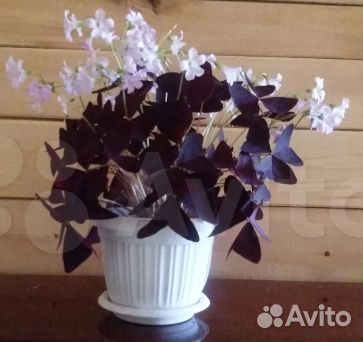 Кислица оксалис