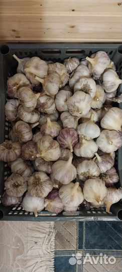 Чеснок фиолетовый