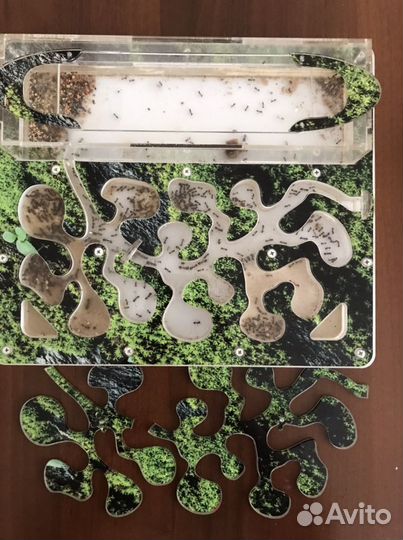 Муравьиная ферма без муравьев