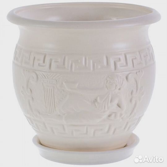 Эпипремнум Голден Квин (Golden Queen)