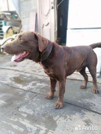 Собака лабрадор