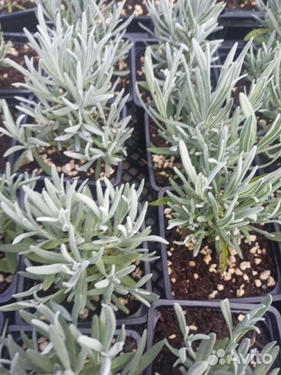 Розмарин, лаванда