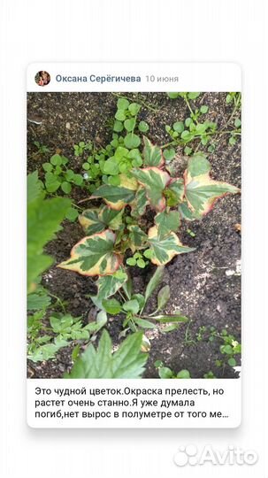 Многолетние садовые цветы