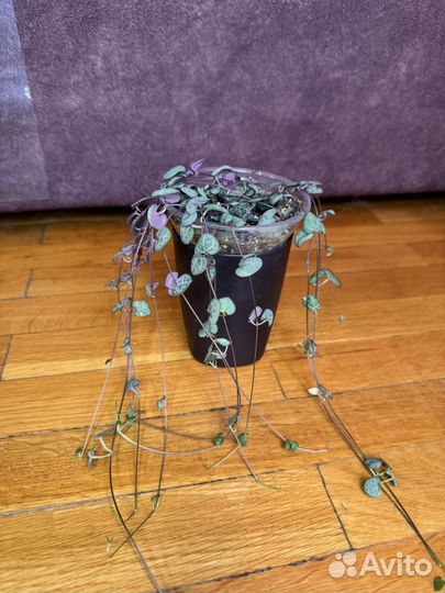 Церопегия Вуда