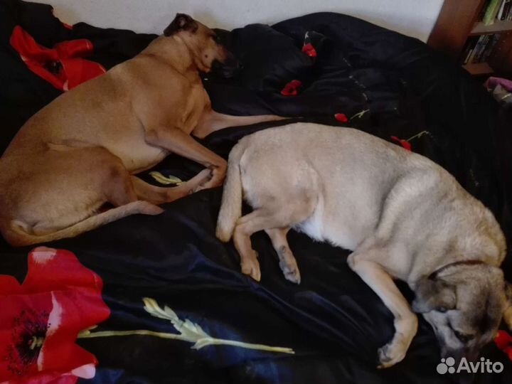 Передержка собак любых пород