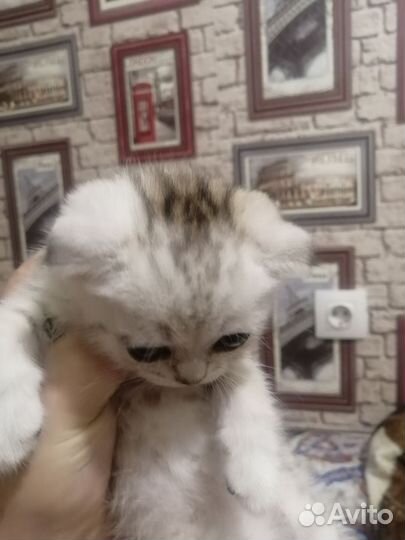 Шотландские котята