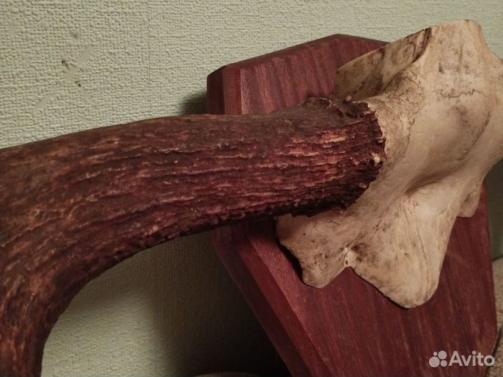 Рога лося на медальоне