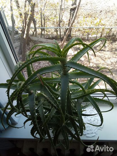 Алоэ лечебный