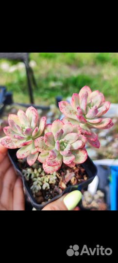 Сортовые суккуленты