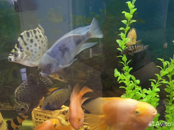 Аквариум
