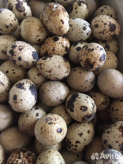 Петух мясо-яйчной породы