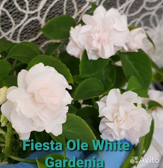 Бальзамины сортовые, махровые