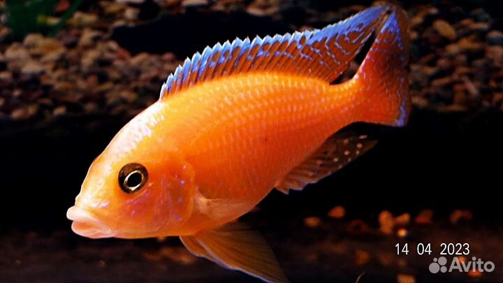 Цыхлиды Аулонокары