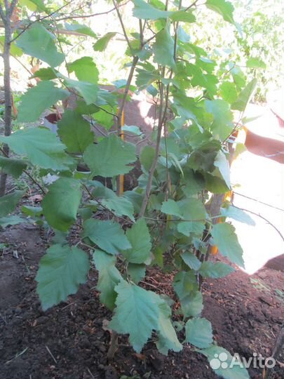 Растения для сада