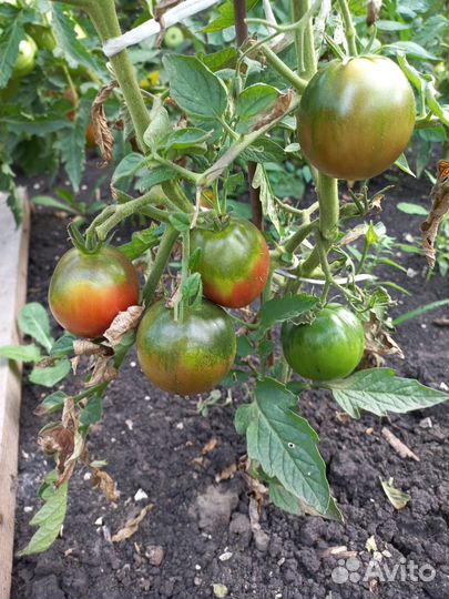 Рассада помидор, сладкого перца, капусты