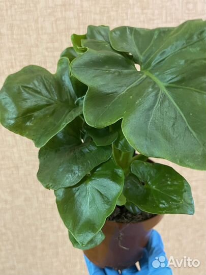 Филодендрон Атом