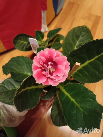 Глоксиния разные цветущие и укорененные листья