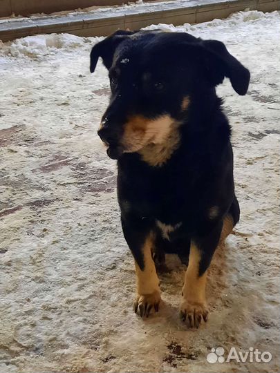 Найдена собака