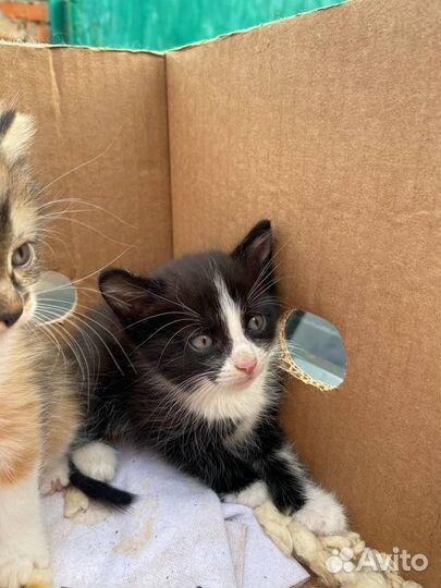 Котята в добрые руки