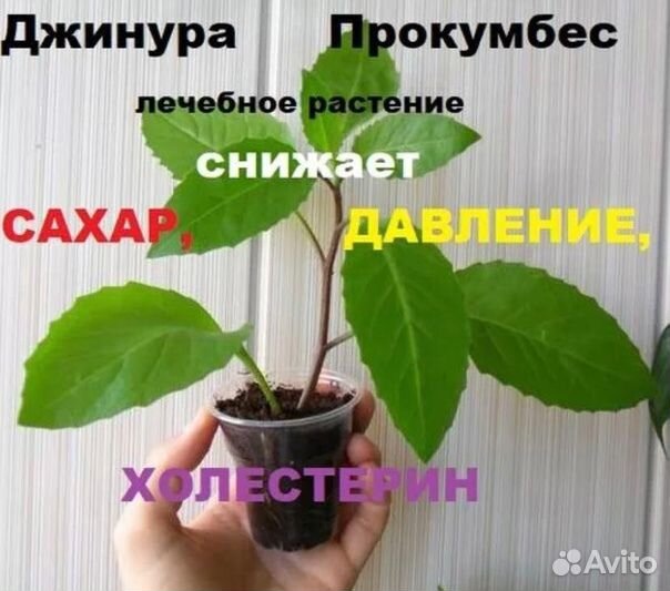 Целебное растение Джинура Прокумбенс (