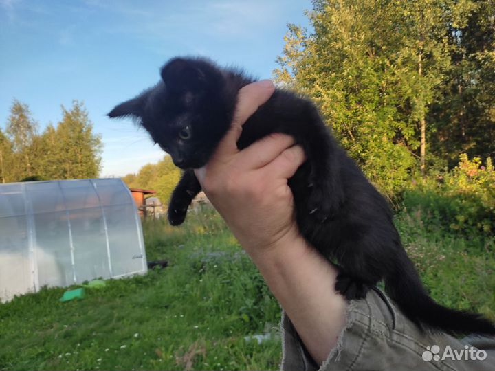 Черный котёнок ищет дом