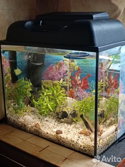 Аквариум