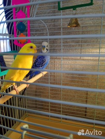 Пара попугаев