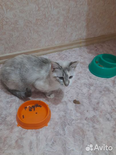 Кошечка Даша сиамская