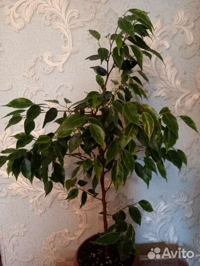Фикус бенжамина/ Мединелла/ Драцена