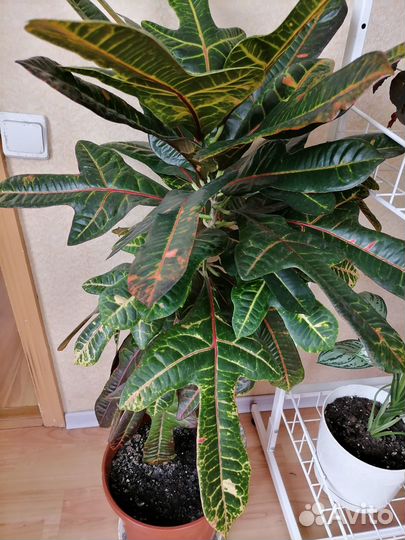 Кодиеум кротон