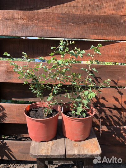 Спирея Вангутта